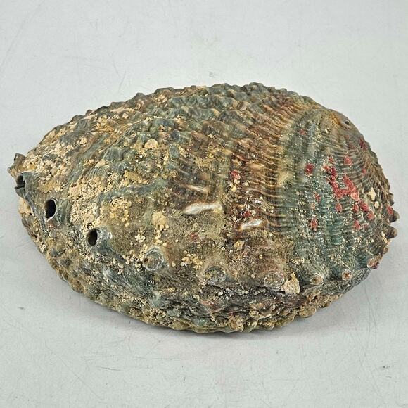 Vintage Large Abalone Shell Seashell Jewelry Making Crafts 6.5 Inches - Picture 3 of 4